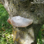 02 Fructificación (basidiocarpo) del hongo causante de las caries en árbol de ciruelo.