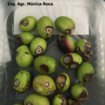 02 Frutos de olivo con síntomas y signos de Antracnosis. Autor: Ing. Mónica Roca.