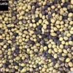 16 Síntomas de Mancha Púrpura de la semilla causada por Cercospor kikuchii. Autor: Ing. Agr. Manuela Gordo