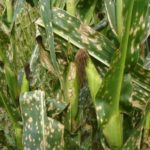03 Híbrido de maíz severamente afectado por mancha blanca (Phoma maydis). Autor: Ing. Agr. Esp. Diego López UNC