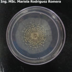 05 Colonia de Monilinia spp aislada de durazno, creciendo en PDA. Autor: Ing. MSc. Mariela Rodriguez Romera.