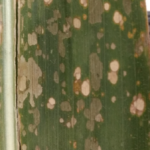 07 Híbrido de maíz severamente afectado por mancha blanca (Phoma maydis). Autor: Ing. Agr. Roxana Maumary, Garrera, J, Vignatti, A, Dr. Marcelo Carmona.