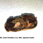 06 Carbón, masa de soros y teliosporas. Autores: Ing. Juan Paredes y Lic. MSc. Ignacio Cazón