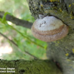 06 Fructificación (basidiocarpo) del hongo causante de las caries en árbol de ciruelo.