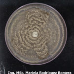06 Colonia de Monilinia spp aislada de durazno, creciendo en PDA. Autor: Ing. MSc. Mariela Rodriguez Romera.