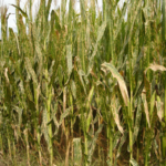 06 Híbrido de maíz severamente afectado por mancha blanca (Phoma maydis). Autor: Ing. Agr. Esp. Diego López UNC