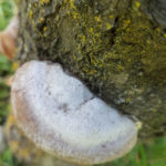 07 Fructificación (basidiocarpo) del hongo causante de las caries en árbol de ciruelo.