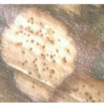 08 Lesiones típicas de mancha blanca (Phoma maydis) con picnidios sub epidérmicos. Autor: Ing. Agr. Roxana Maumary, Garrera, J, Vignatti, A, Dr. Marcelo Carmona.