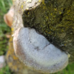08 Fructificación (basidiocarpo) del hongo causante de las caries en árbol de ciruelo.