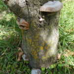 09 Árbol de ciruelo con basidiocarpos (fructificaciones) de hongos causantes de las caries.