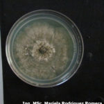 10 Colonia de Monilinia spp aislada de durazno, creciendo en PDA. Autor: Ing. MSc. Mariela Rodriguez Romera.