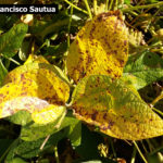 10 Síntomas foliares de la Mancha Marrón de la soja, causado por Septoria glycines. Autor: Ing. Francisco Sautua.