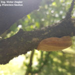 11 Fructificación (basidiocarpo) del hongo causante de las caries en árbol de ciruelo.