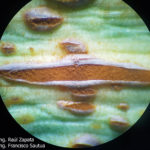 13 Pústulas uredosóricas de la roya del ajo causada por Puccinia allii. 
Autores: Ing. Raúl Zapata; Ing. Francisco Sautua