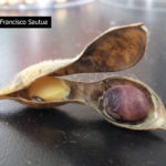 17 Semillas y vainas de soja con síntomas de mancha púrpura, causado por Cercospora kikuchii. Autor: Ing. Francisco Sautua