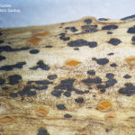 23 Pústulas teleutosóricas de la roya del ajo causada por Puccinia allii. 
Autores: Ing. Raúl Zapata; Ing. Francisco Sautua
