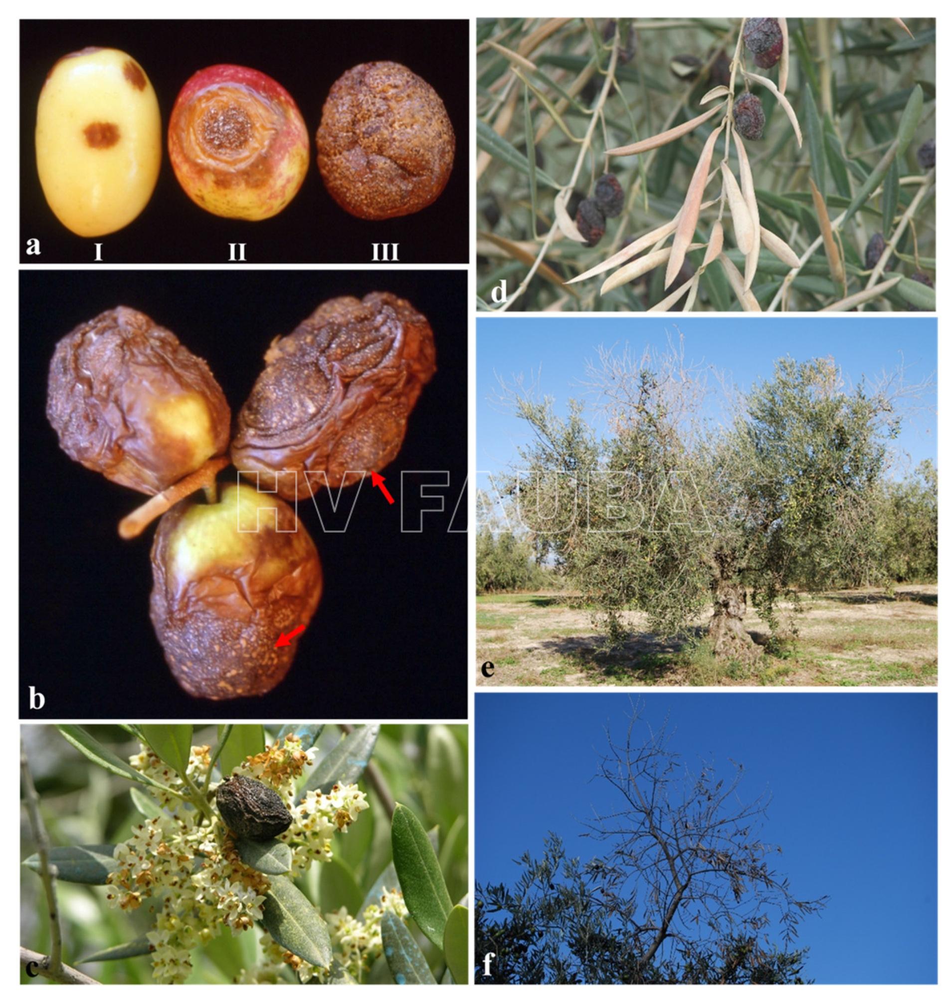 Síntomas típicos de la antracnosis del olivo. (a) Progresión de la enfermedad en frutos de olivo infectados naturalmente (I: síntomas incipientes; II: lesiones deprimidas, redondas y de color marrón ocre; III: frutos podridos con masas anaranjadas de conidios producidas por Colletotrichum spp.); (b) detalle de masas de conidios anaranjadas (flechas rojas) en frutos de olivo infectados; (c, d) frutos momificados que permanecen en la copa del árbol causando el tizón de las flores y las hojas; (e, f) muerte regresiva de brotes y ramas causada por Colletotrichum spp. en olivos. Autor: Moral et al., 2021.