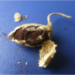 Vaina de maní silvestre totalmente dañada por el carbón (masa de teliosporas que reemplaza el tejido del grano). Autores: Rago et al., 2017.