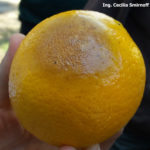 01 Síntoma en fruto de la "Gomosis" o Podredumbre de los citrus, producida por Phytophthora spp.