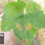 01 Síntomas del Mildew de la Vid, causado por Plasmopara viticola. Autor: Ing. Agr. Mariela Rodriguez