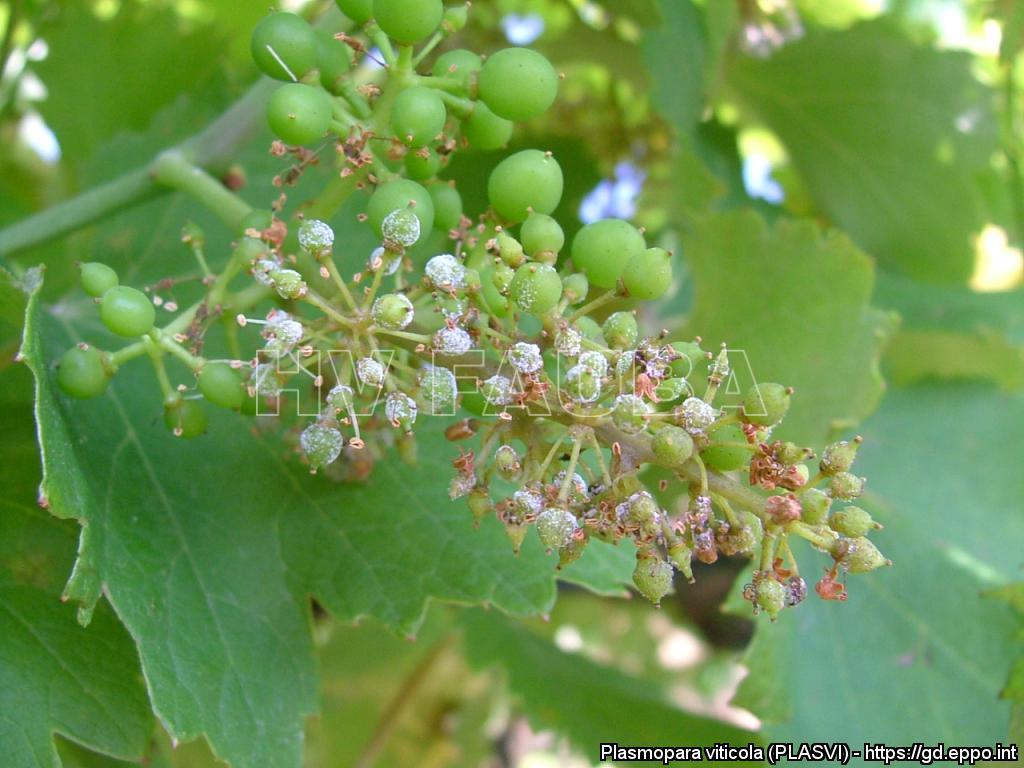 Esporulación (zoosporangios con zoosporas) de Plasmopara viticola en racimos de Vitis vinifera. 
Fuente: https://gd.eppo.int/taxon/PLASVI/photos
