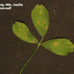 01 Síntomas (manchas foliares) de la Viruela de la Alfalfa, causada por Pseudopeziza medicaginis. Autor: Ing. MSc. Cecilia Smirnoff