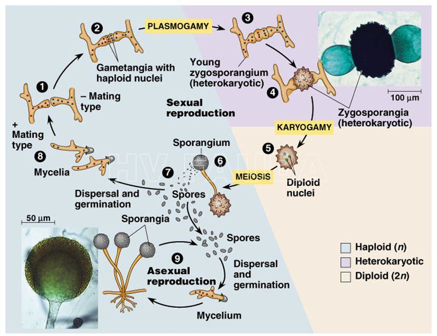 Esquema del ciclo de vida de Rhizopus spp.. Fuente: Vazhacharickal et al. 2015.