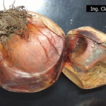 14 Podredumbre bacteriana de la cebolla