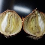 01 Podredumbre blanda bacteriana de la cebolla