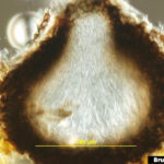 Pseudotecio inmaduro (sección vertical) sin ascosporas maduras de Venturia inaequalis. Autor: Bruce Watt, University of Maine, Bugwood.org