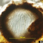 Maduración de pseudotecio (sección vertical tangencial) con pocas ascosporas maduras en ascos. Autor: Bruce Watt, University of Maine, Bugwood.org