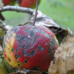 Older fruit lesions turn dark brown to black, develop a corky (“scabby”) appearance