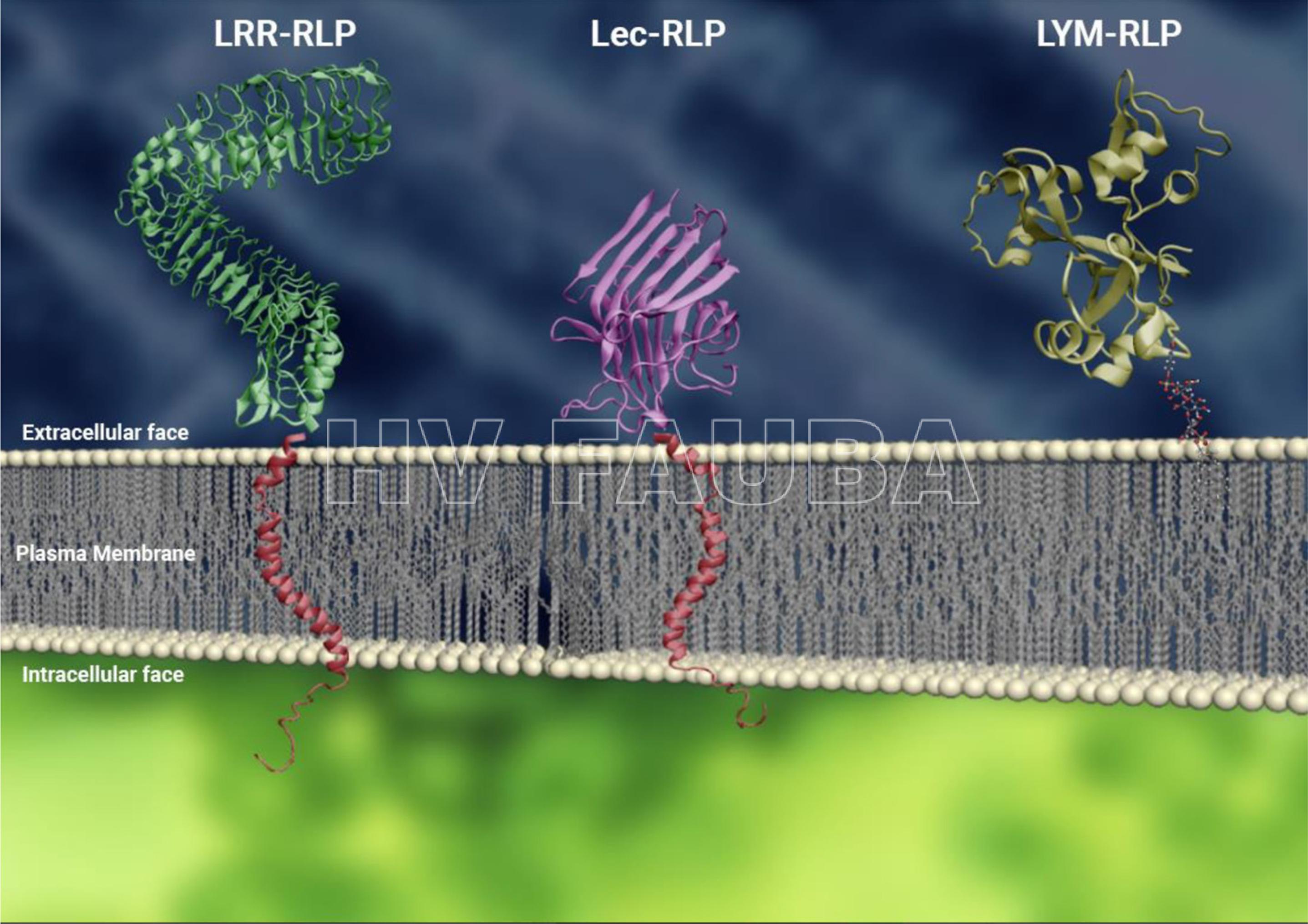 Fig. 4. Representaciones conceptuales de RLPs con diferentes ectodominios en la membrana plasmática.