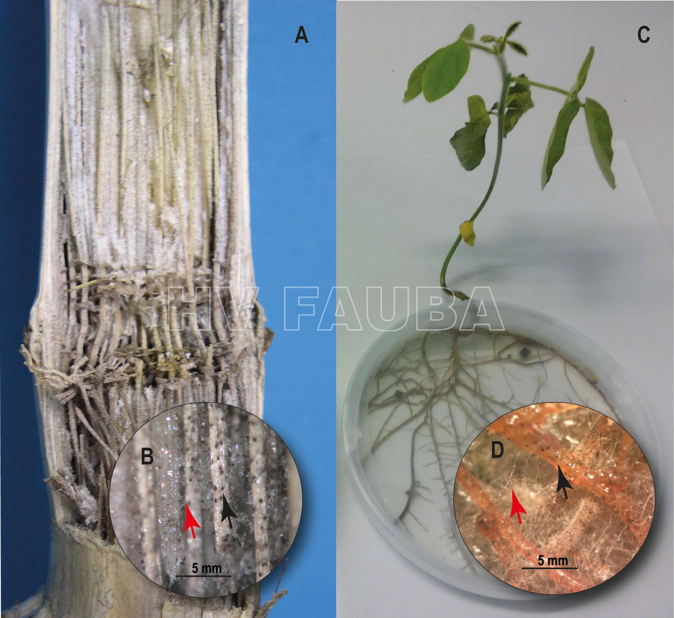Pudrición carbonosa en maíz (Zea mays L.) y soja (Glycine max). (A) Interior del tallo del maíz que muestra una decoloración grisáceo-negra y desgarro de los haces vasculares. (B) Se desarrollaron hifas de M. phaseolina (flecha roja) y microesclerocios en los ases vasculares del tallo del maíz (flecha negra). (C) Planta de soja de 10 días después de la inoculación con M. phaseolina en condiciones de cultivo in vitro. (D) Hifas de M. phaseolina (flecha roja) y microesclerocios desarrollados en raíces de soja (flecha negra). Autor: Marquez et al., 2021.
