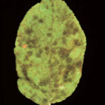 Síntomas de la sarna del  manzano en hojas. Fuente: Agrios, 2005.