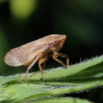 Philaenus spumarius, uno de los posibles  insectos vectores de la bacteria Xylella fastidiosa.