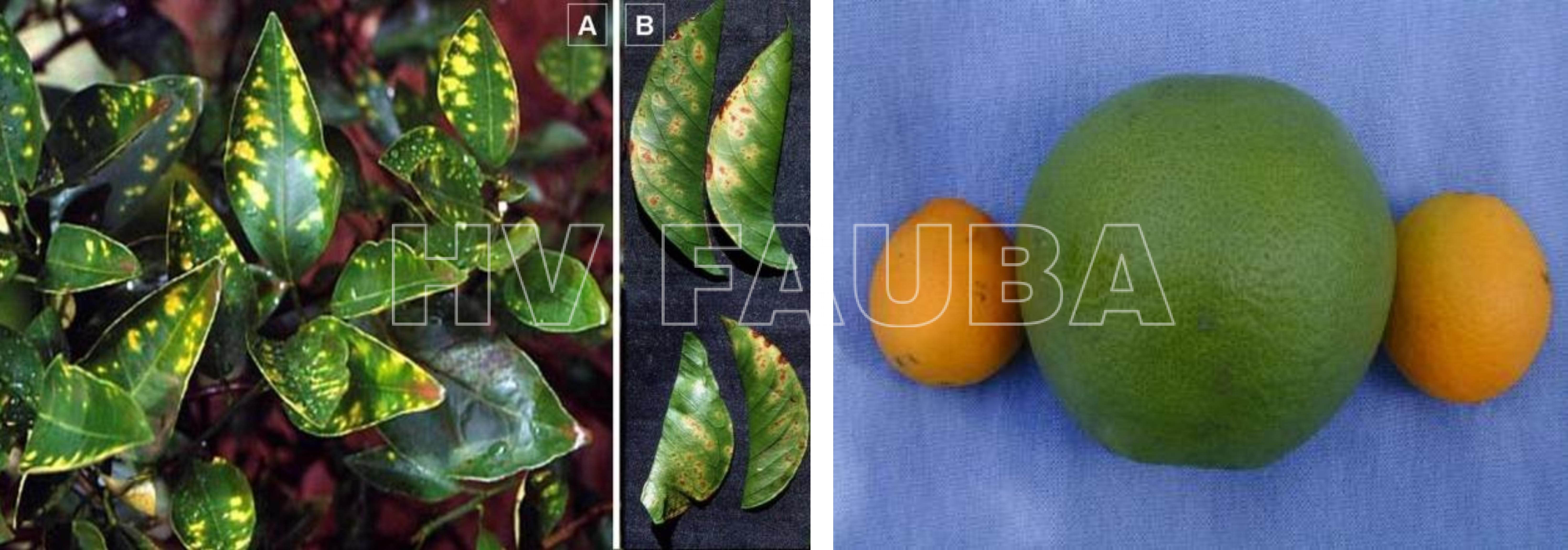Izquierda: Síntomas de CVC en hojas. Autor: J. M. Bové,Brasil. 
Derecha: Maduración prematura de frutas por CVC. Autor: M. Scortichini, Roma, Italia.