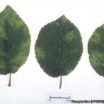 01 Síntomas foliares del PPV, ciruelo cultivar Fränkischer. Fuente: EPPO Global Database