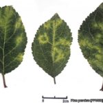 04 Síntomas foliares del PPV, ciruelo cultivar St Julien. Fuente: EPPO Global Database