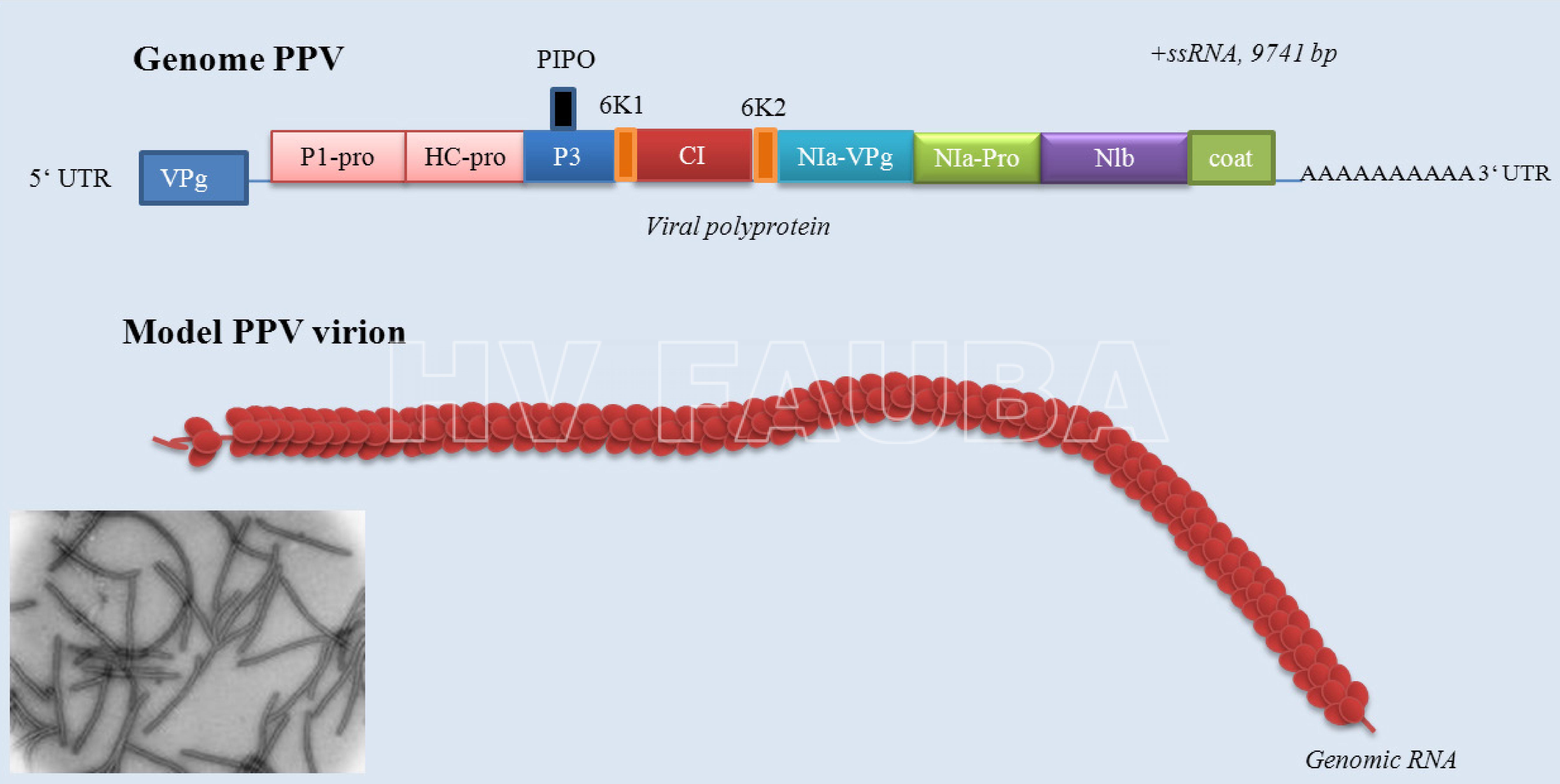Genoma de Plum Pox Virus (Potyvirus). CP: proteina de la capside; P1: P1 proteinasa; HC-pro: componente de ayuda de la proteinasa; P3: proteina P3; PIPO: proteina; CI: proteina de inclusion cytoplasmatica; Nia-VPg: proteína viral ligada al genoma; NIa-Pro: proteína de inclusión nuclear a; Nib: proteína de inclusión nuclear N (ARN polimerasa dirigida por ARN). Fuente: Sochor et al., 2012
