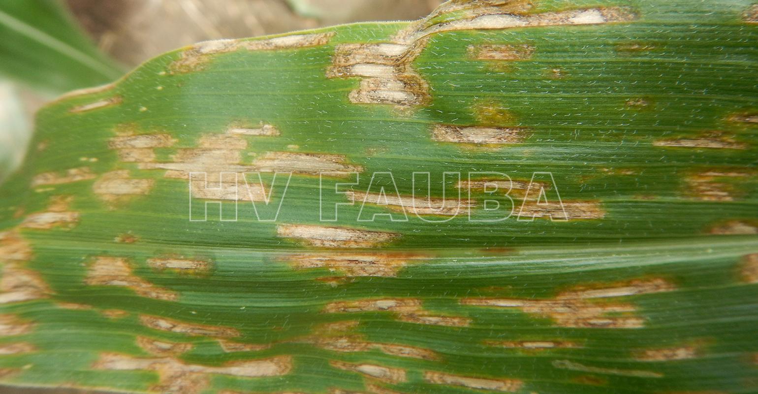 03 Síntomas foliares del  Marchitamiento y Tizón foliar bacteriano de Goss en maíz. Autor:  Purdue Extension Entomology, Purdue University