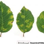 06 Síntomas foliares del PPV, ciruelo cultivar Ackermann. Fuente: EPPO Global Database