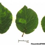 05 Síntomas foliares del PPV, ciruelo cultivar Brompton. Fuente: EPPO Global Database