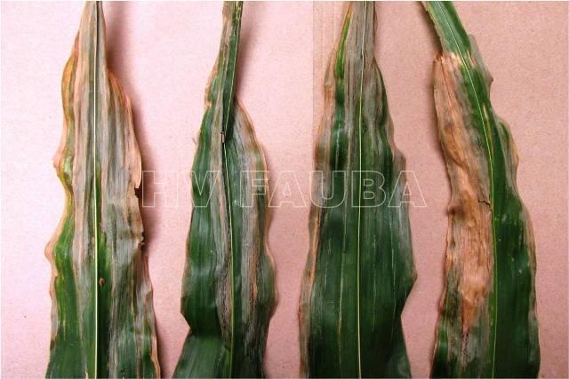02 Síntomas foliares del  Marchitamiento y Tizón foliar bacteriano de Goss en maíz. Autor: Vikram Bisht, MAFRD