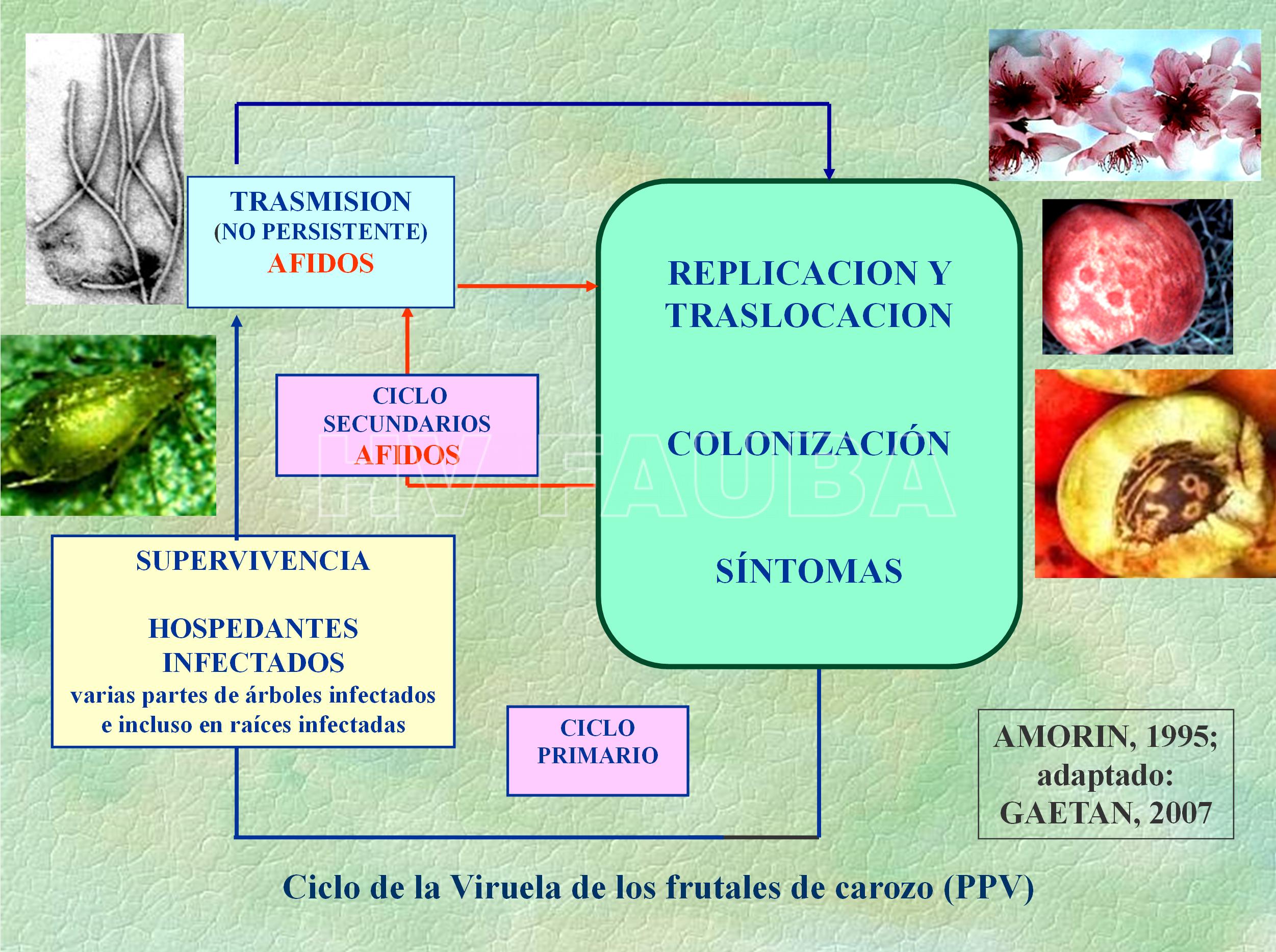 Ciclo agronómico de la Viruela de los frutales de carozo (Plum Pox Virus-PPV). Fuente: Amorin L, 1995; adaptado por Gaetan SA, 2007.