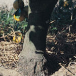 01 Escamas y grietas en el patrón de un árbol afectado de exocortis