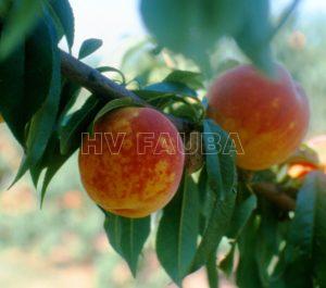peach-tree-prunus-persica-pox-virus