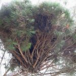 03 Síntomas de  Escoba de brujas sobre un Pinus halepensis, causados por la infección de Candidatus  Phytoplasma pini.  
Autor:  Juan Bibiloni.