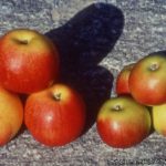 04 Síntomas en frutos de manzano infectados con Candidatus Ca Phytoplasma mali  (derecha), son más pequeños que las normales (izquierda). Autor: EPPO Global Database