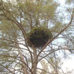 04 Síntomas de  Escoba de brujas sobre un Pinus halepensis, causados por la infección de Candidatus  Phytoplasma pini.
Autor:  Juan Bibiloni.